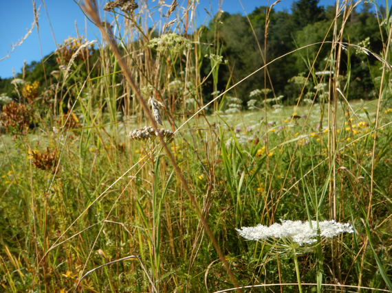 Fotografie auf Wiesenhöhe mit einer wilden Möhre - weisse Blüte - im Vordergrund