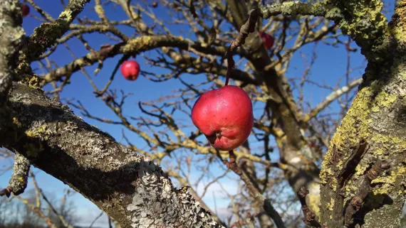 Rote Äpfel im winterkargen Baum