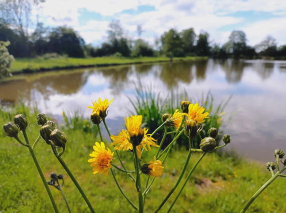 Goldkronacher Badesee mit einer gelben Blume im Vordergrund