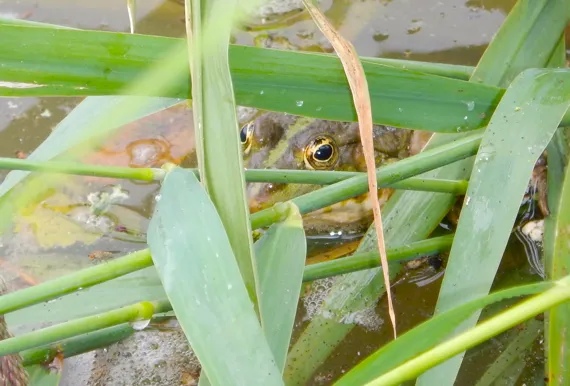 Grünfrosch versteckt im Teich hinter Gräsern und Binsen lauernd