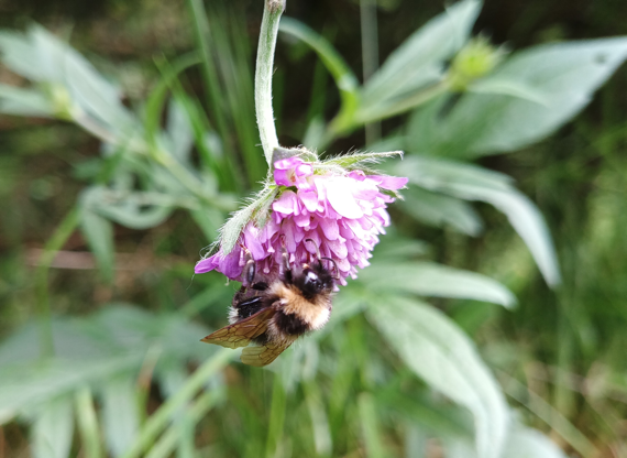 Biene an einer Blüte