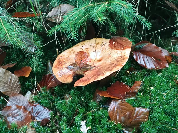 großer Waldpilz auf Tannengrün