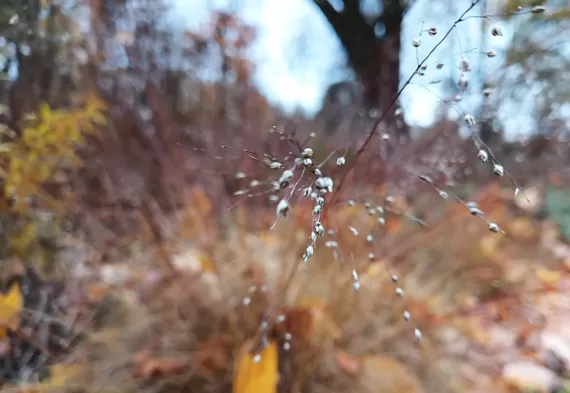 abgestorbene Blüten mit Frost überzogen am Grashalm die wie ein Traumfänger aussehen