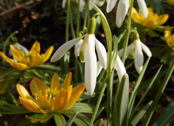 Schneeglöckchen und Winterlinge