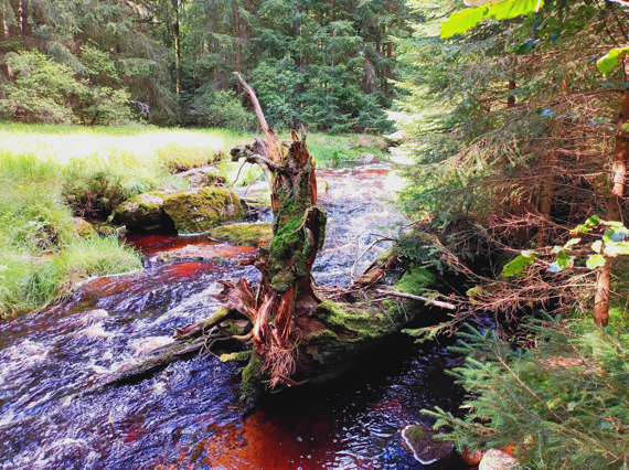 Bachlauf im Kurwald weißer Main