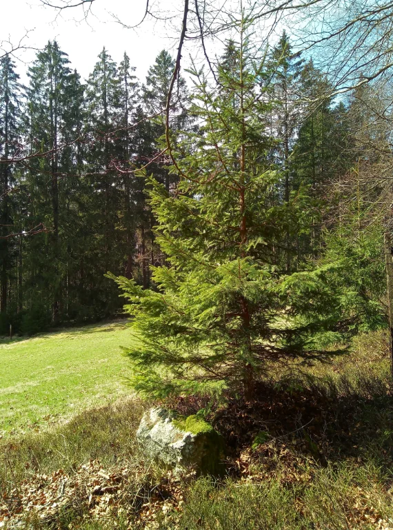Tanne im Sonnenlicht am Wiesenhang