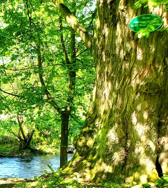 große Eiche am Flussufer stehend
